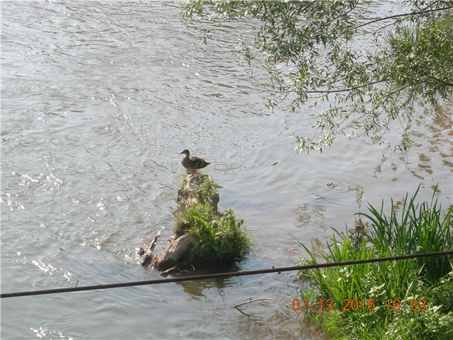 arčilend